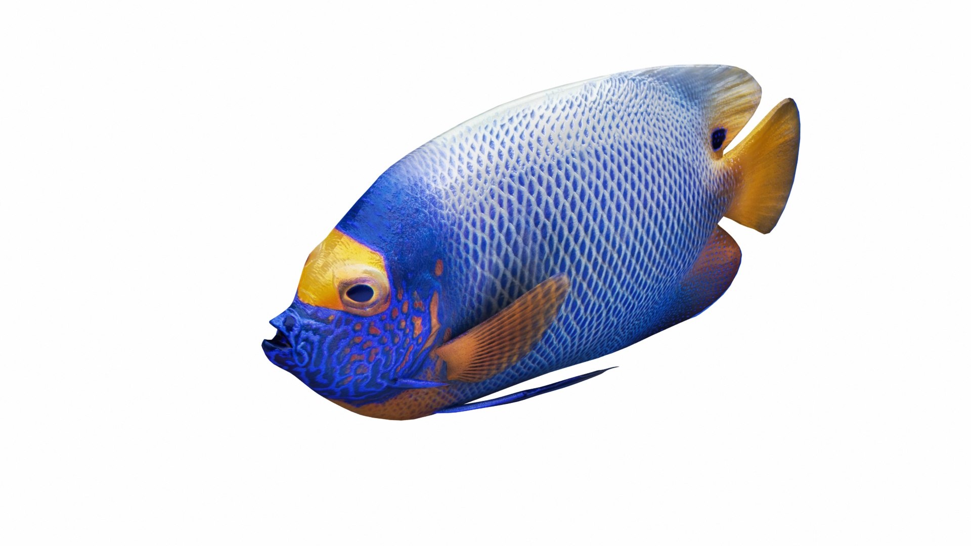 3D blueface emperor angel fish model - TurboSquid 1484640