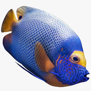 3D blueface emperor angel fish model