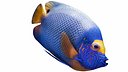 Blueface Emperor Angel Fish Rigged Animated