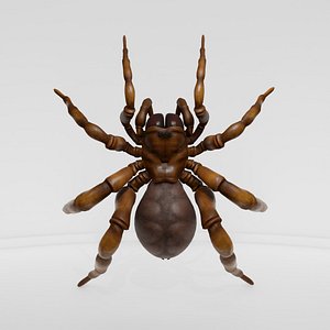 3D Realistic Female Spider