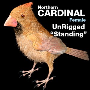 Cardinal - Female - Standing Wings Folded