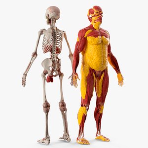 Full-Body Anatomy Model with Muscles and Fat Deposits