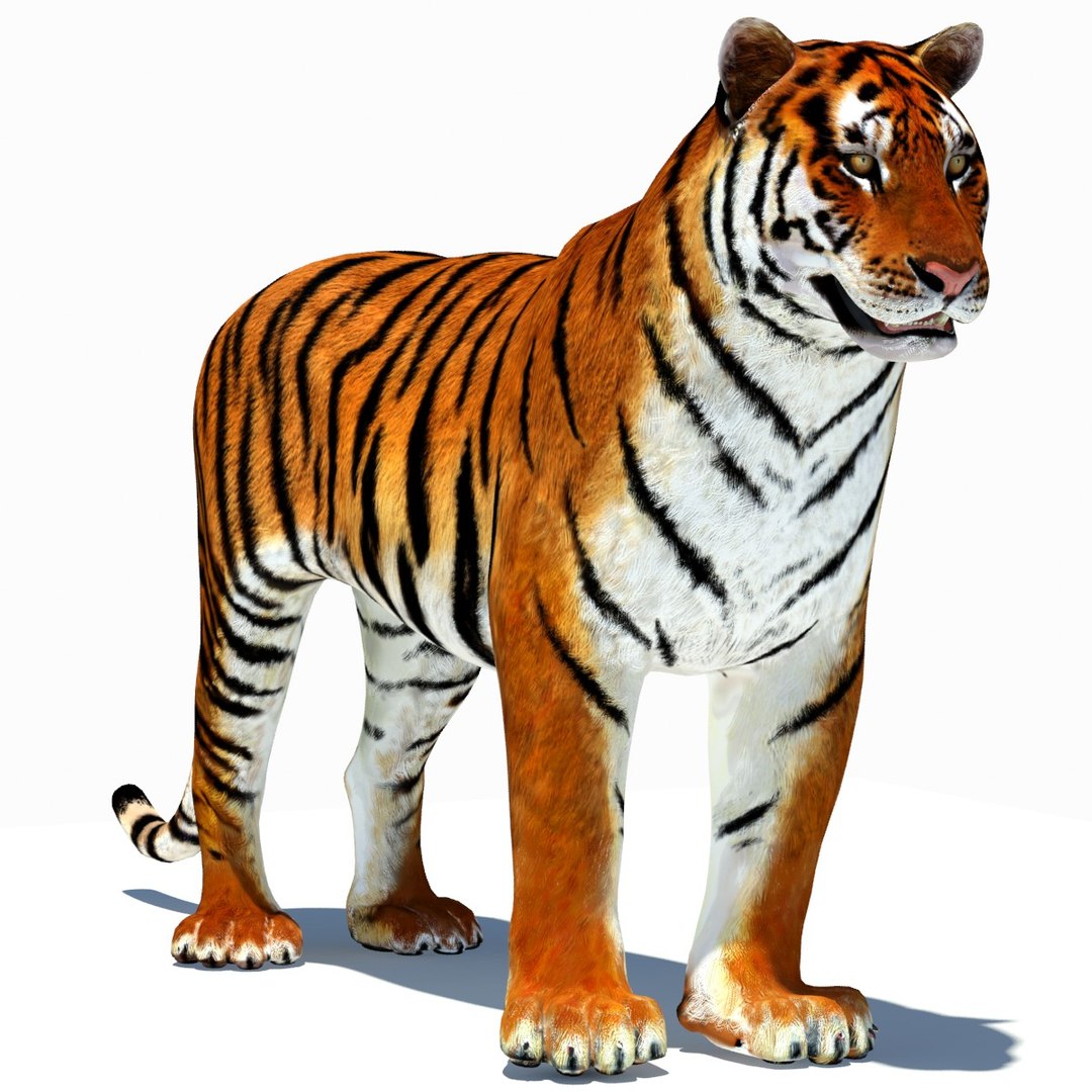 Bengal Tiger Animation 3d model 3ds Max,Autodesk FBX files free