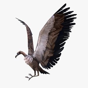 Animated vulture 3D model