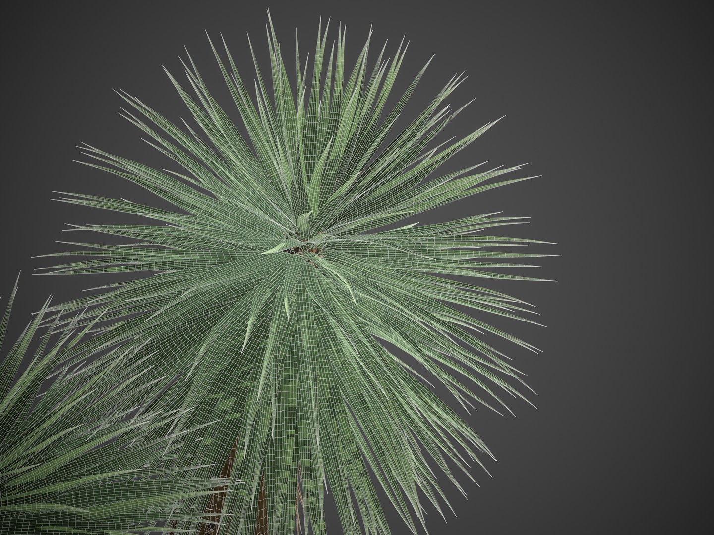 3D XfrogPlants Beaked Yucca - Yucca Rostrata https://p.turbosquid.com/ts-thumb/k9/gSLYxN/F5/screenshot035/jpg/1622749375/1920x1080/fit_q87/7fd1620c3967888beeb7a51128711fcd72bb109e/screenshot035.jpg