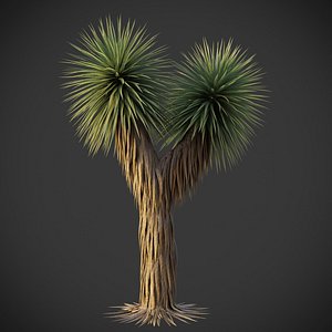 3D XfrogPlants Beaked Yucca - Yucca Rostrata