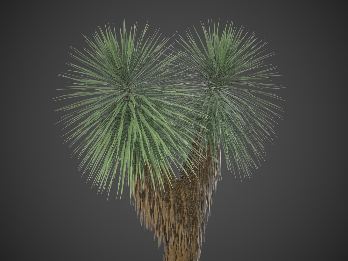 3D XfrogPlants Beaked Yucca - Yucca Rostrata https://p.turbosquid.com/ts-thumb/k9/gSLYxN/a5/screenshot034/jpg/1622749374/1920x1080/fit_q87/53562679a737a75ca8f22cca7312ca27511798eb/screenshot034.jpg