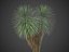 XfrogPlants BeakedYucca-ユッカロストラタ