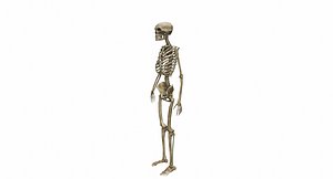 skeleton ready 3d 3ds