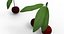 cherry