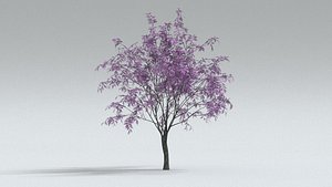 3D laos Oradycia Japanese maple or Acer palmatum