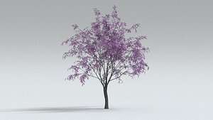 laos Oradycia Japanese maple or Acer palmatum