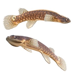 3D Mangrove Rivulus fish