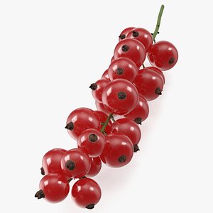 Red Currant on Stem model