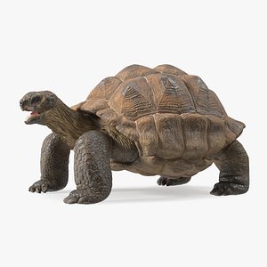 Aldabrachelys Gigantea Rigged for Maya