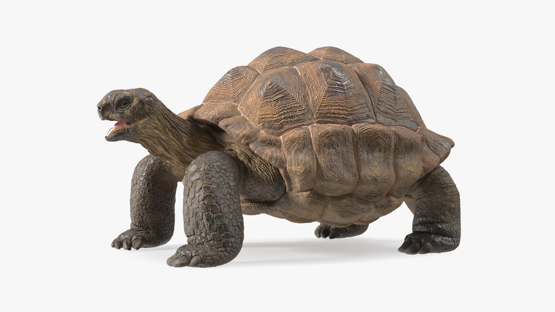 Aldabrachelys Gigantea Rigged for Maya 3D model preview