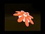 Blume