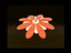 Blume