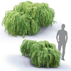 3D model bush needle