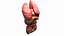 Human Internal Organs 3D