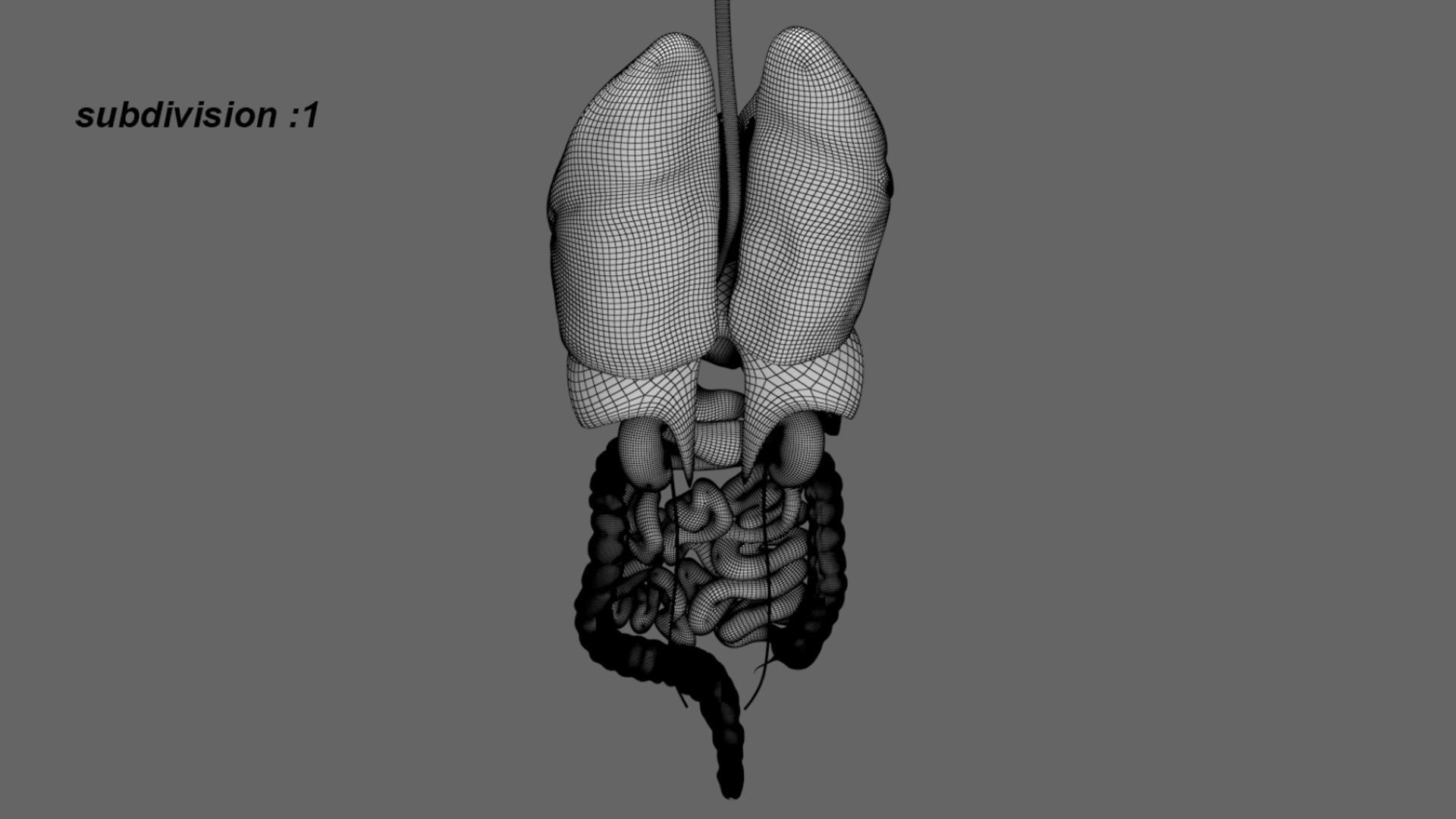 3D Human Internal Organs 3D model https://p.turbosquid.com/ts-thumb/kA/sx8HlP/6f/24/jpg/1750071802/1920x1080/fit_q87/d7d74008fa9e86f572bf7b216ee69835d77334bd/24.jpg