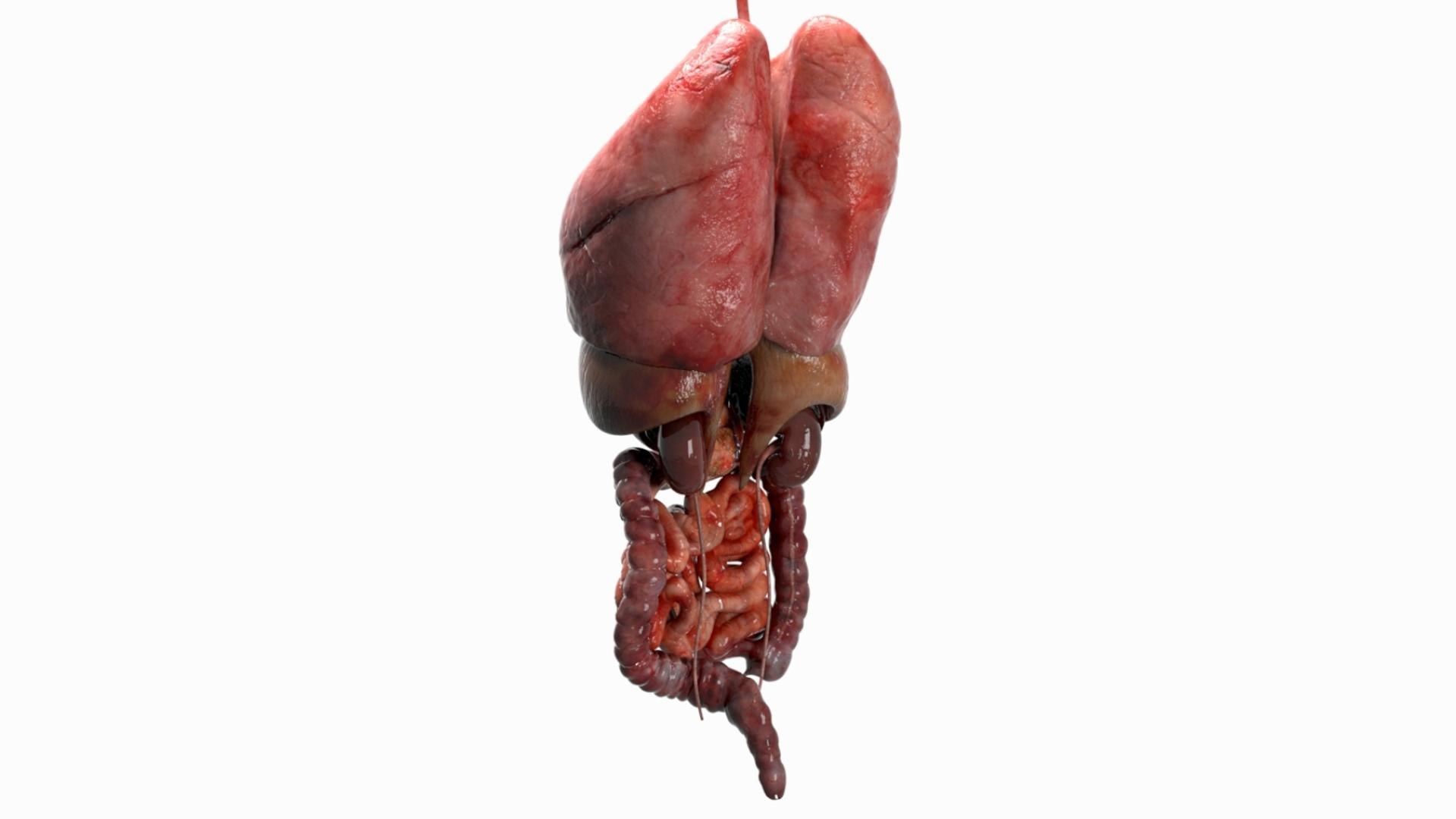 3D Human Internal Organs 3D model https://p.turbosquid.com/ts-thumb/kA/sx8HlP/7P/05/jpg/1750072413/1920x1080/fit_q87/23afa6dbbbe77219406665f5fea14303f96c5d43/05.jpg