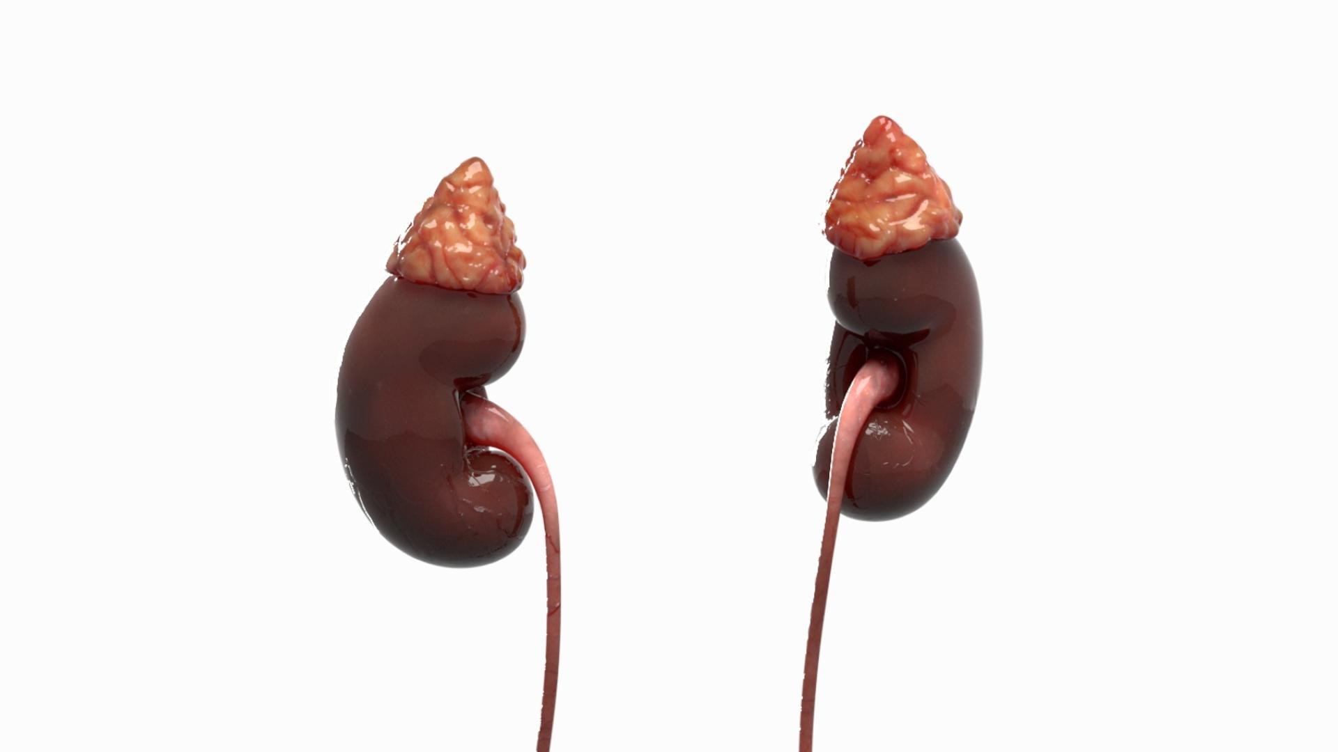 3D Human Internal Organs 3D model https://p.turbosquid.com/ts-thumb/kA/sx8HlP/C6/11/jpg/1750072410/1920x1080/fit_q87/05cde14b76a507aa884f845d9da4a9b9688e6af6/11.jpg