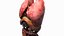 Human Internal Organs 3D