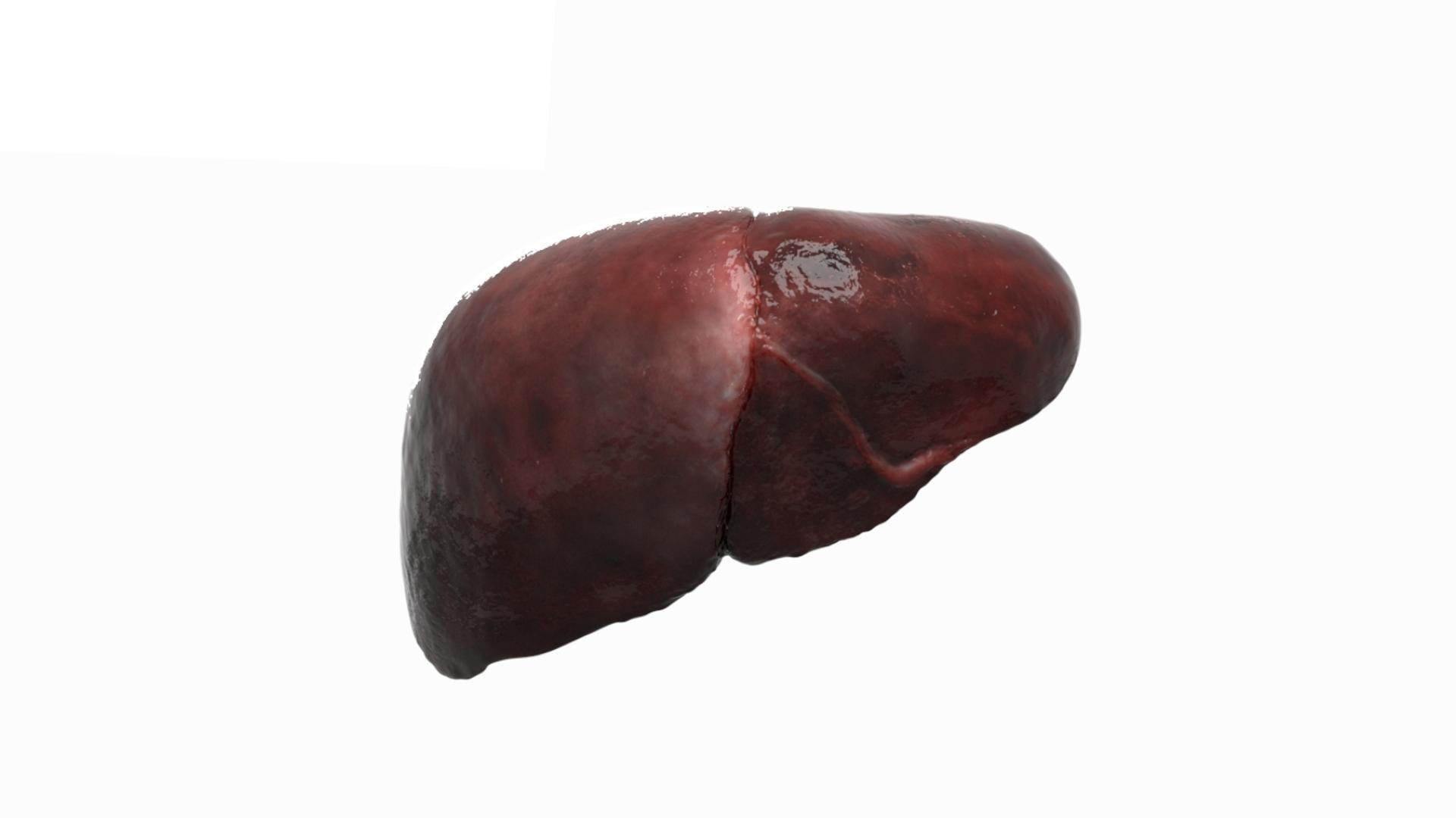 3D Human Internal Organs 3D model https://p.turbosquid.com/ts-thumb/kA/sx8HlP/Jk/12/jpg/1750072411/1920x1080/fit_q87/eabca0d4fd4910932649c08fad4b3746cc8105ba/12.jpg