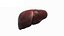 Human Internal Organs 3D