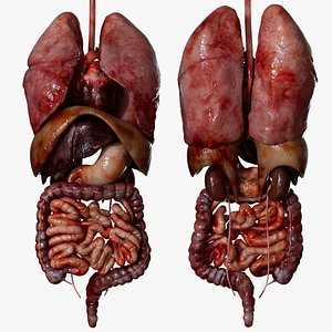 Human Internal Organs 3D