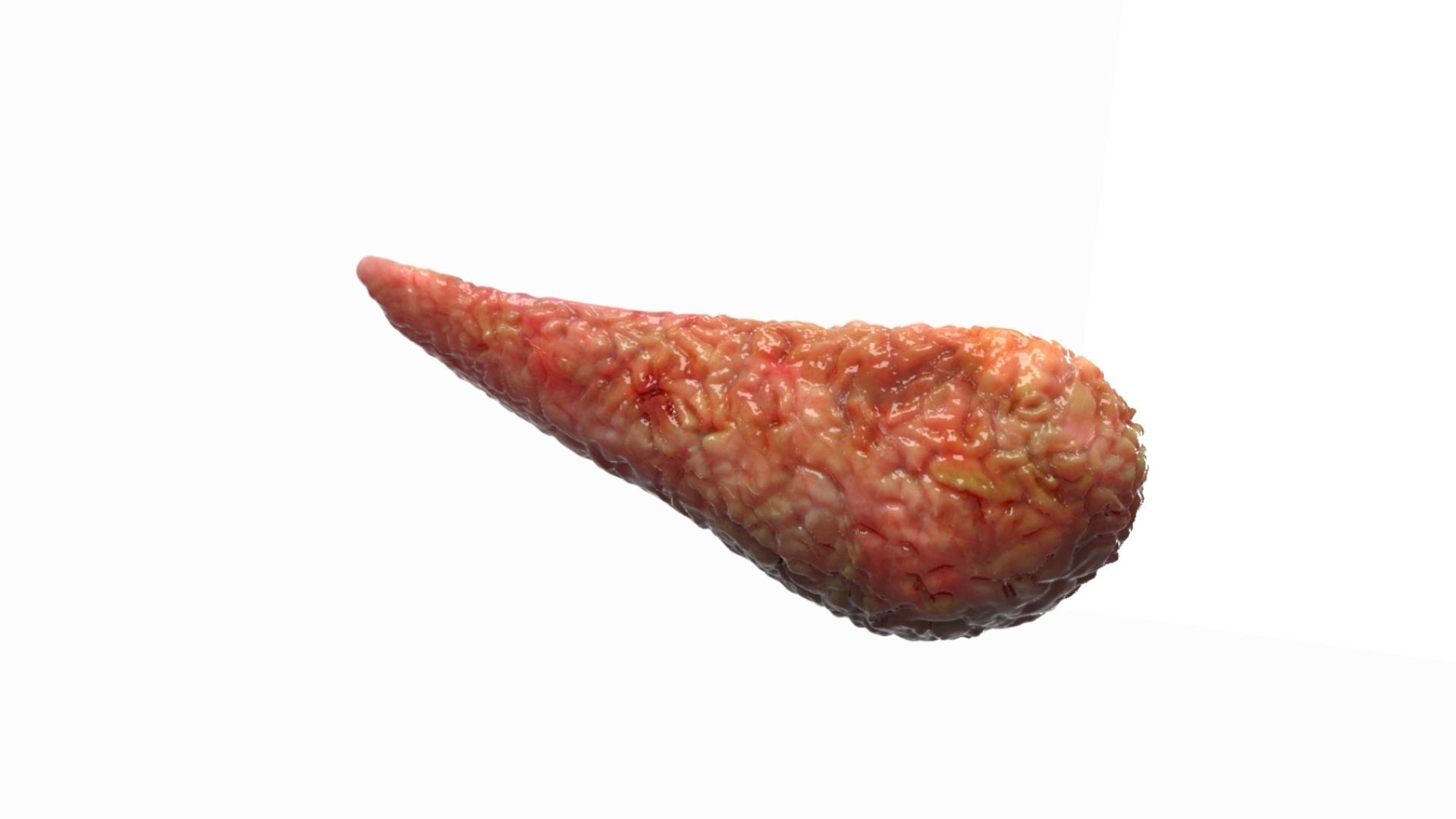 3D Human Internal Organs 3D model https://p.turbosquid.com/ts-thumb/kA/sx8HlP/UL/10/jpg/1750072410/1920x1080/fit_q87/c46a822c2d30799e9506de2900a99686576006fe/10.jpg