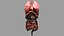Human Internal Organs 3D