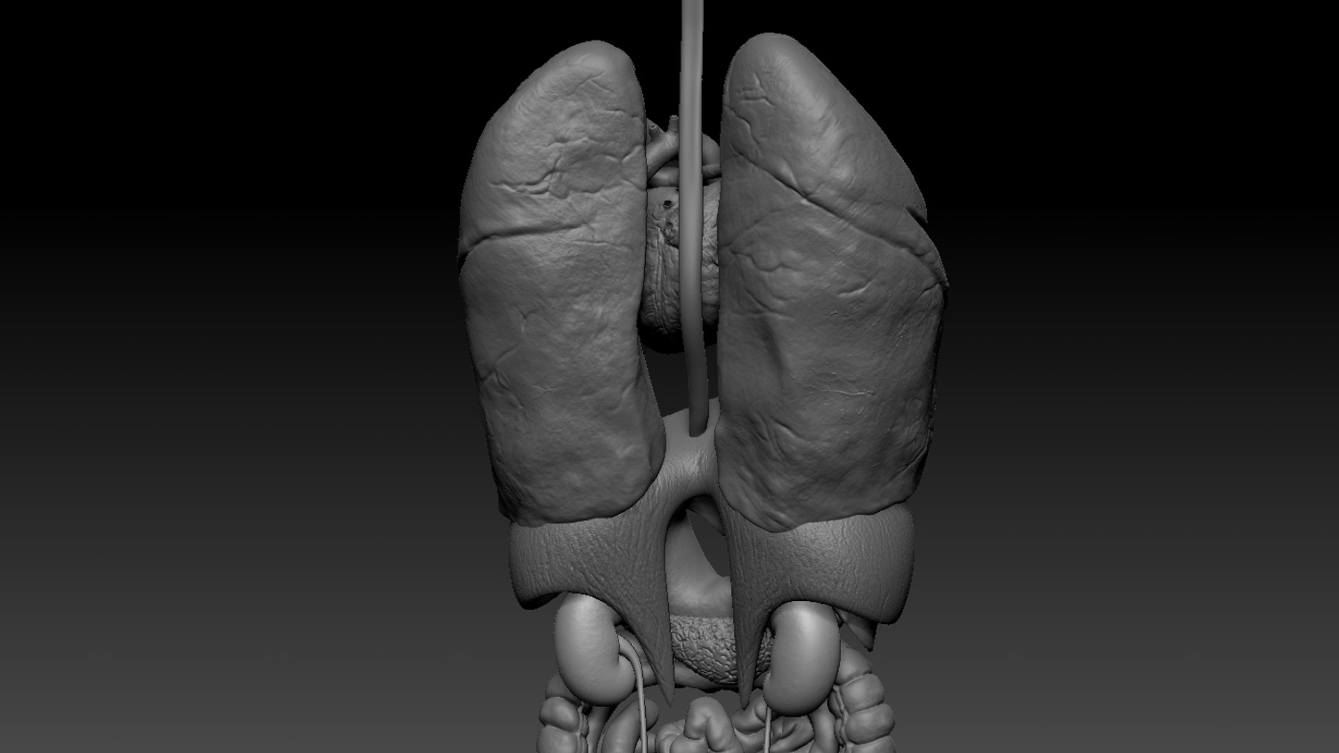 3D Human Internal Organs 3D model https://p.turbosquid.com/ts-thumb/kA/sx8HlP/Y9/44/jpg/1750076537/1920x1080/fit_q87/dc37227a6053ee4177f08f91cc46a48d878eed71/44.jpg