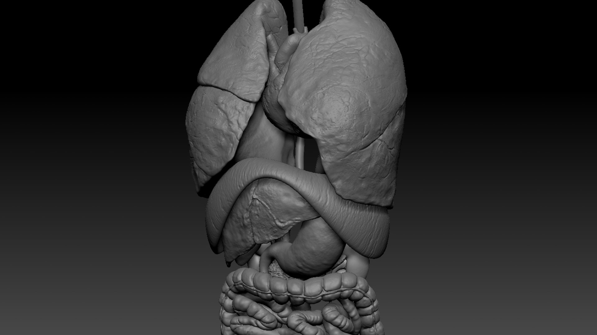 3D Human Internal Organs 3D model https://p.turbosquid.com/ts-thumb/kA/sx8HlP/aM/41/jpg/1750076539/1920x1080/fit_q87/7dacc7658cede71221de028916659eb08659eb5a/41.jpg