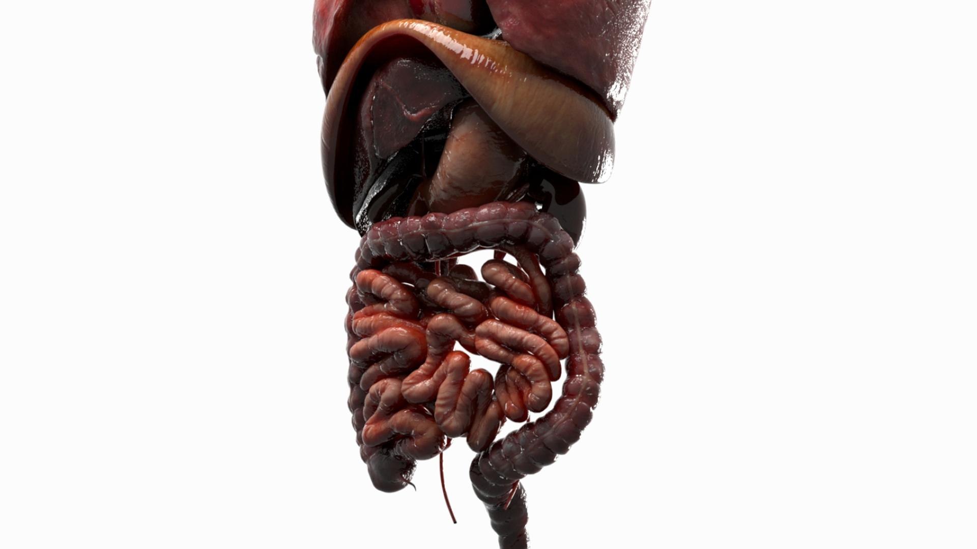 3D Human Internal Organs 3D model https://p.turbosquid.com/ts-thumb/kA/sx8HlP/qn/06/jpg/1750072414/1920x1080/fit_q87/9409d2c087dfb2d2f8be1b4e258b249f831390eb/06.jpg