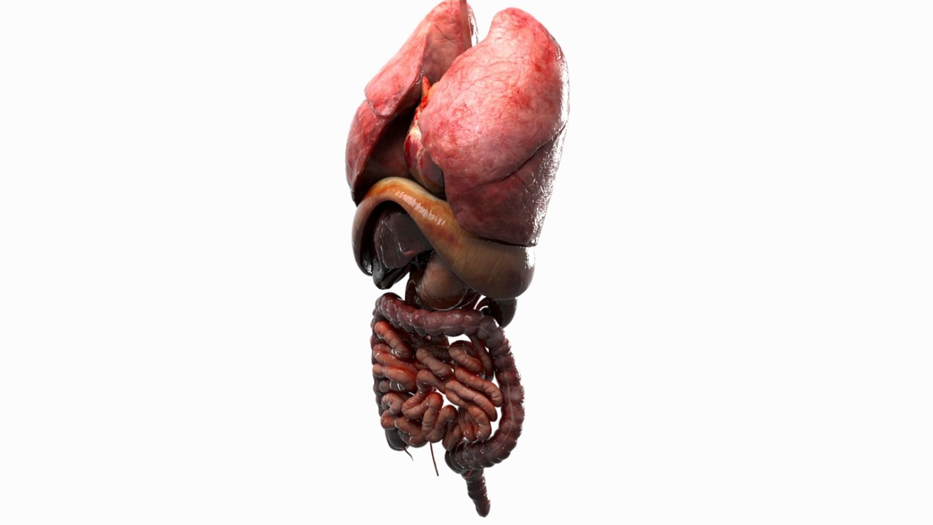 3D Human Internal Organs 3D model https://p.turbosquid.com/ts-thumb/kA/sx8HlP/sG/03/jpg/1750072413/1920x1080/fit_q87/3b8179e328eaa2400cd8ae9a0391df7e57492733/03.jpg