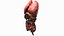 Human Internal Organs 3D