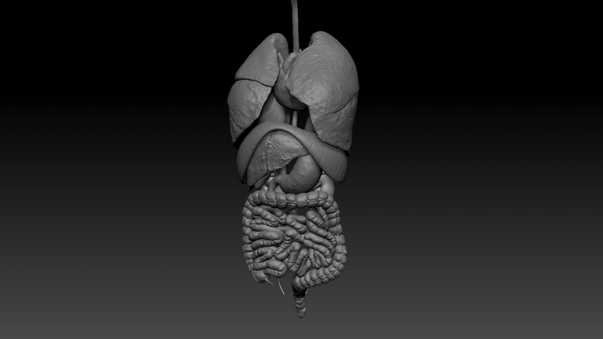 3D Human Internal Organs 3D model https://p.turbosquid.com/ts-thumb/kA/sx8HlP/z5/42/jpg/1750076539/1920x1080/fit_q87/80c00e7d0224a0eb93db621b40bd1ace06bcf107/42.jpg