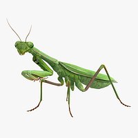 Mantis Religiosa Large Hemimetabolic Insect With Fur 3D Model
