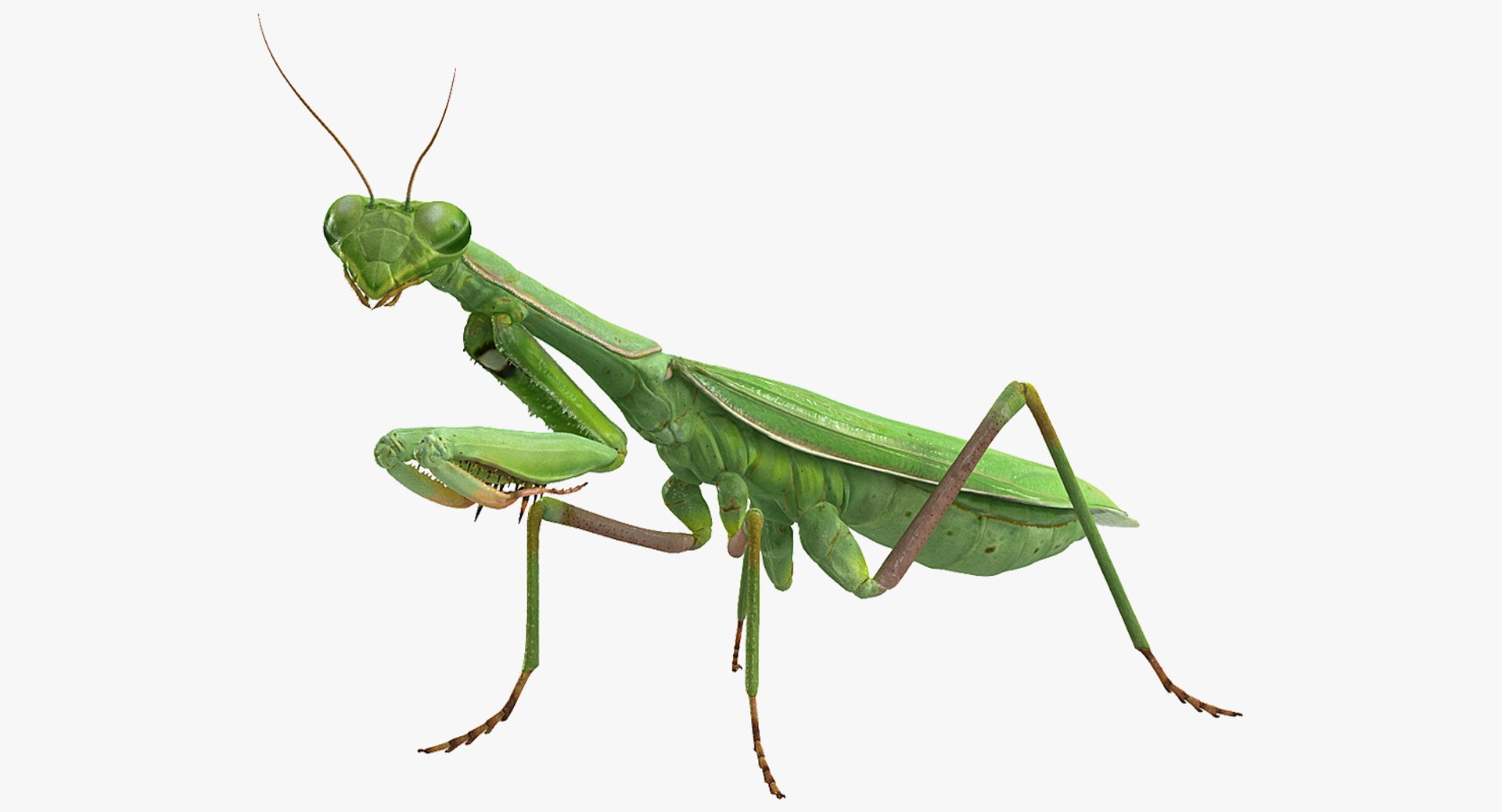 Mantis Religiosa Large Hemimetabolic Insect With Fur 3D Model 3D model preview