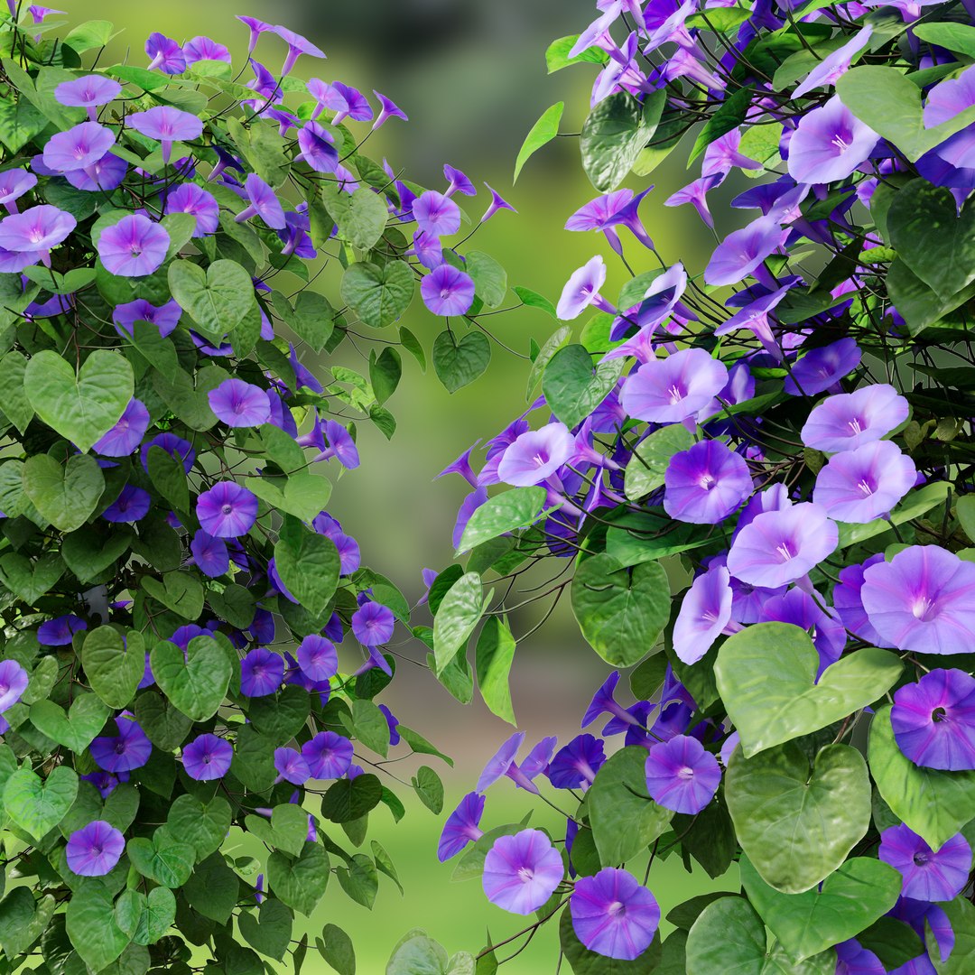 Ipomoea indica 3D model https://p.turbosquid.com/ts-thumb/kB/9EXa1s/2X/preview4dcfg/jpg/1665643584/1920x1080/fit_q87/566ca2bcbfdddf780a2fb9ffc675d507524b5c3a/preview4dcfg.jpg