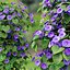 Ipomoea indica