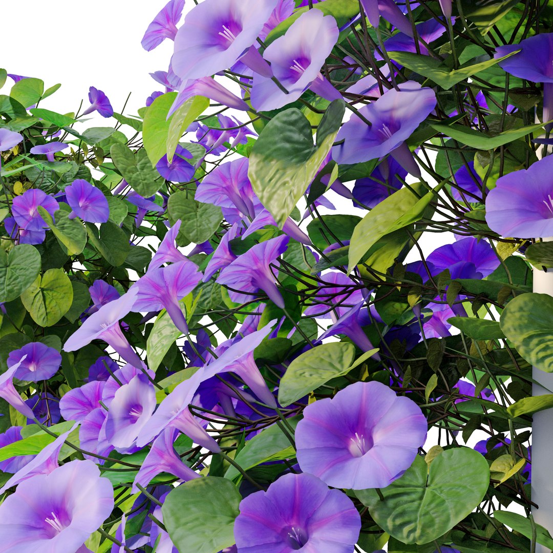 Ipomoea indica 3D model https://p.turbosquid.com/ts-thumb/kB/9EXa1s/3d/preview6dcfg/jpg/1665643587/1920x1080/fit_q87/f06530948ba2b5186471ff0305bf9ef9341de526/preview6dcfg.jpg