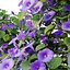 Ipomoea indica