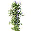 Ipomoea indica