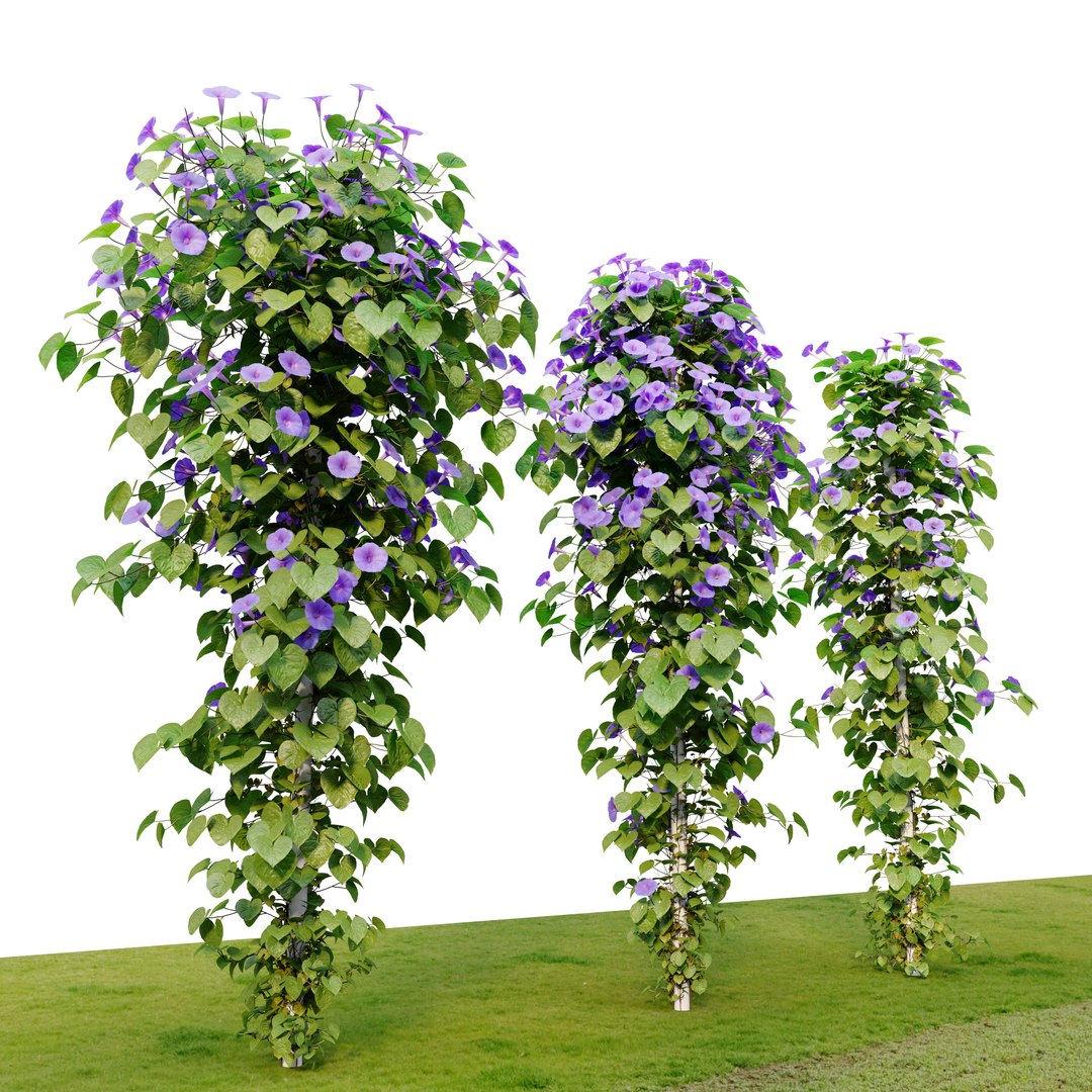 Ipomoea indica 3D model https://p.turbosquid.com/ts-thumb/kB/9EXa1s/UA/preview2dcfg/jpg/1665643581/1920x1080/fit_q87/bb33b1a20d4e3b22e014fca9a9b6c3a8b9709dea/preview2dcfg.jpg