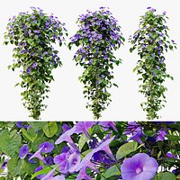 Ipomoea indica