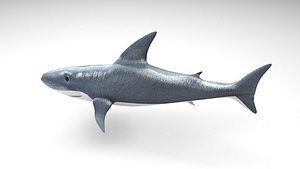 Animated and Rigged Swimming White Shark 3D