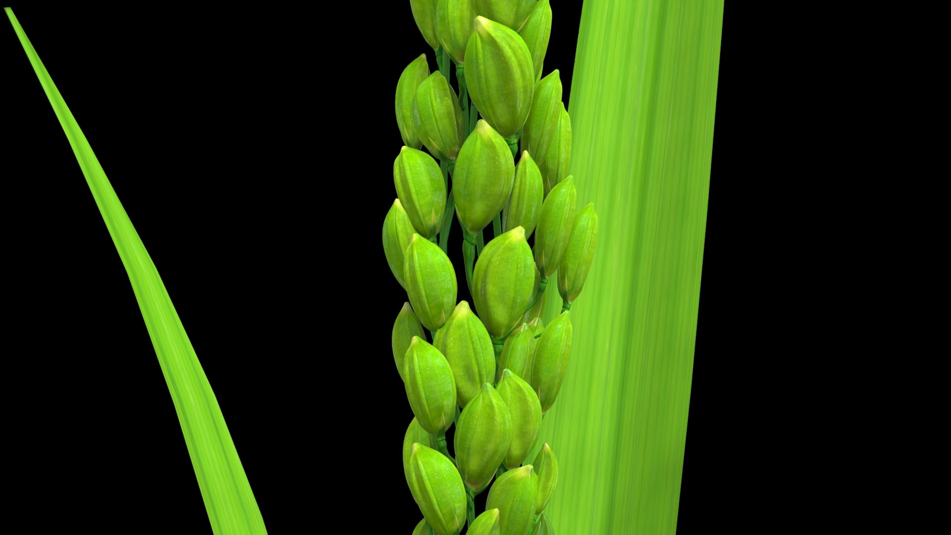 Oryza rice model - TurboSquid 1696304
